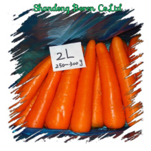 2015 Best Quality Fresh Carrot in Any Size